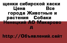 щенки сибирской хаски  › Цена ­ 10 000 - Все города Животные и растения » Собаки   . Ненецкий АО,Макарово д.